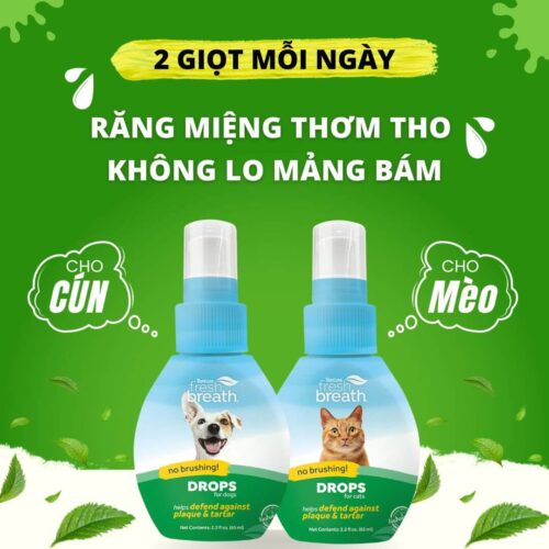 Nguyên nhân và cách giúp chó mèo hết "thối mồm”