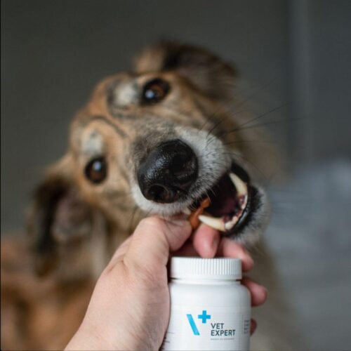 Viên thực phẩm chức năng hỗ trợ hệ thần kinh cho chó mèo - Neuro Support Vet Expert 45 viên