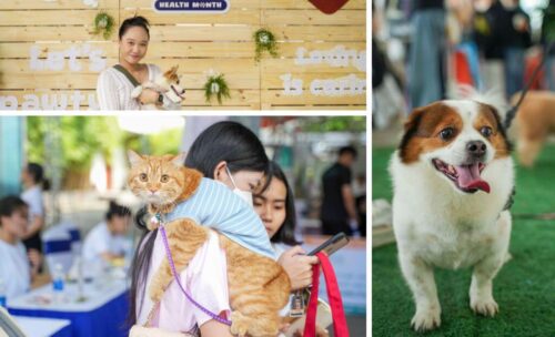 Ngày hội thú cưng Super Pet Fest 2024